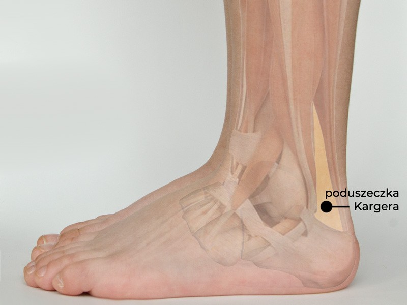 Kargers fat pad, poduszeczka Kargera, trójkąt Karegra, ścięgno Achillesa, stopa, budowa, anatomia stopy