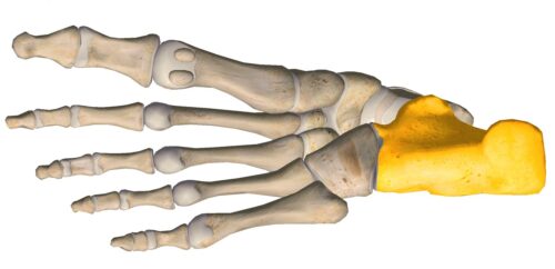 anatomia stopy, szkielet stopy, części stopy, kolory, budowa stopy, structure of the foot, skeleton of foot, foot anatomy, kość piętowa, calcaneus