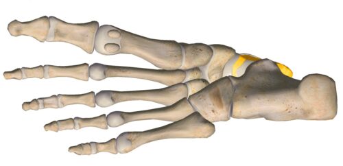 anatomia stopy, szkielet stopy, części stopy, kolory, budowa stopy, structure of the foot, skeleton of foot, foot anatomy, kość skokowa, talus