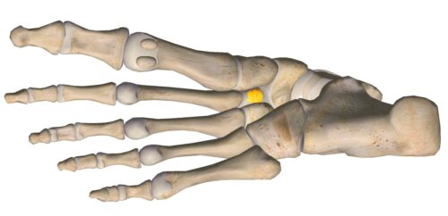 anatomia stopy, szkielet stopy, części stopy, kolory, budowa stopy, structure of the foot, skeleton of foot, foot anatomy, kość klinowata, kość klinowata środkowa, intermediate cuneiform