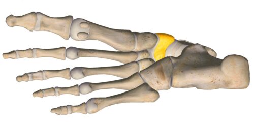 anatomia stopy, szkielet stopy, części stopy, kolory, budowa stopy, structure of the foot, skeleton of foot, foot anatomy, kość łódkowata, navicular