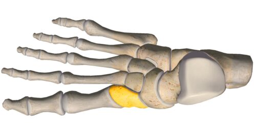 anatomia stopy, szkielet stopy, części stopy, kolory, budowa stopy, structure of the foot, skeleton of foot, foot anatomy, kość klinowata, kość klinowata przyśrodkowa, medial cuneiform