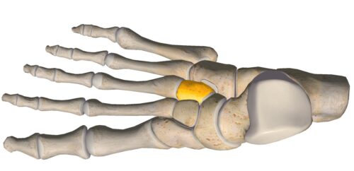 anatomia stopy, szkielet stopy, części stopy, kolory, budowa stopy, structure of the foot, skeleton of foot, foot anatomy, kość klinowata, kość klinowata boczna, lateral cuneiform