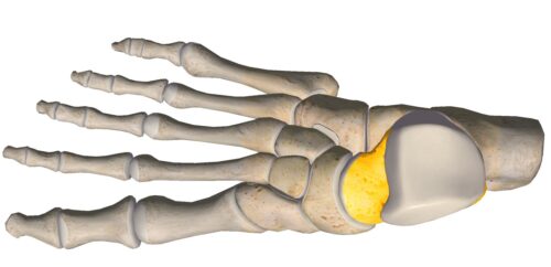 anatomia stopy, szkielet stopy, części stopy, kolory, budowa stopy, structure of the foot, skeleton of foot, foot anatomy, kość skokowa, talus