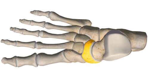 anatomia stopy, szkielet stopy, części stopy, kolory, budowa stopy, structure of the foot, skeleton of foot, foot anatomy, kość łódkowata, navicular