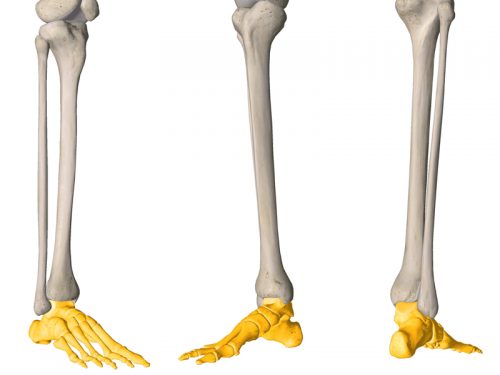 stopa, lokalizacja, kończyna dolna, anatomia