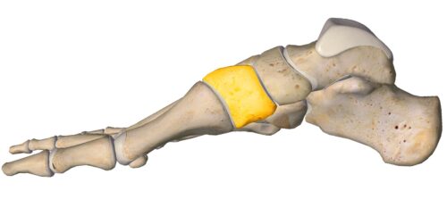 anatomia stopy, szkielet stopy, części stopy, kolory, budowa stopy, structure of the foot, skeleton of foot, foot anatomy, kość klinowata, kość klinowata przyśrodkowa, medial cuneiform