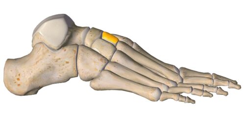 anatomia stopy, szkielet stopy, części stopy, kolory, budowa stopy, structure of the foot, skeleton of foot, foot anatomy, kość klinowata, kość klinowata środkowa, intermediate cuneiform