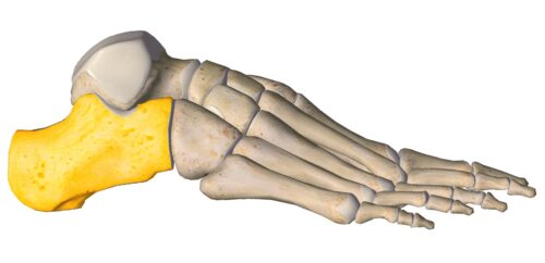 anatomia stopy, szkielet stopy, części stopy, kolory, budowa stopy, structure of the foot, skeleton of foot, foot anatomy, kość piętowa, calcaneus