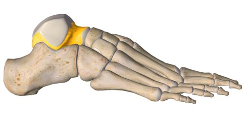 anatomia stopy, szkielet stopy, części stopy, kolory, budowa stopy, structure of the foot, skeleton of foot, foot anatomy, kość skokowa, talus