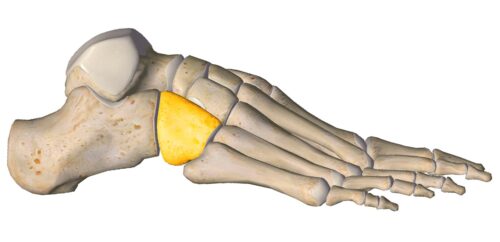 anatomia stopy, szkielet stopy, części stopy, kolory, budowa stopy, structure of the foot, skeleton of foot, foot anatomy, kość sześcienna, cuboid