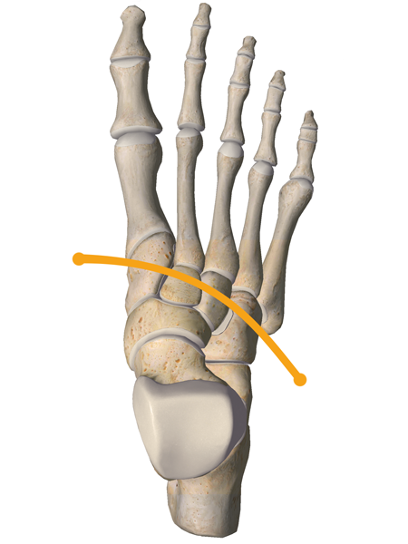 łuk stopy, łuk poprzeczny, stopa, anatomia, szkielet, budowa stopy, biomechanika, łuki stopy