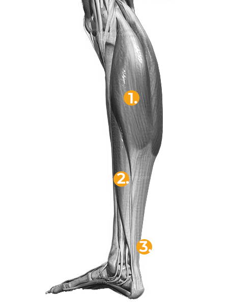 łydka, mięśnie łydki, zdrowa noga, noga z wadą, calf, calf muscles in clubfoot, calf muscles in normal foot, comparison, clubfoot, clubfeet, atrophy, gastrocnemius, mięsień brzuchaty łydki, triceps surae, mięsień płaszczkowaty, soleus muscle, męsień dwugłowy łydki, ścięgno Achillesa, Achilles tendon